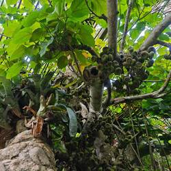 Ein Ficus religiosa - Pappelfeigen mit nicht essbaren Früchten