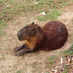 Ein Gapybara - das Wasserschwein wird bis 130cm lang und ist mit dem Meerschweinchen verwandt