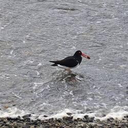 wir präsentieren: der Feuerland-Austernfischer