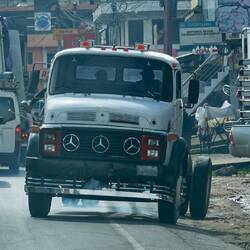 Der gute alte Nasenbär