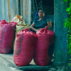 Kaffeebohnen gesammelt