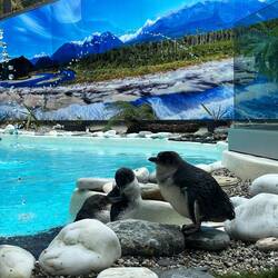 Hier haben wir eine Pinguin-Auffangstation besucht