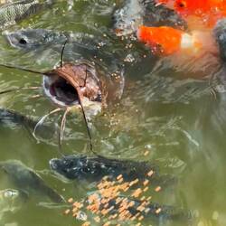 Der Dicke in der Mitte sperrt sein Maul am weitesten auf. 🥰