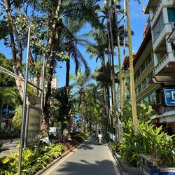 Sie säumen sämtliche Straßenränder ...