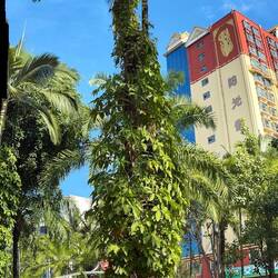 ... und werden von Kletterpflanzen gern als Rankhilfe genutzt