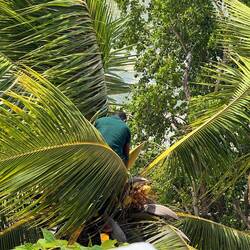 Hier werden die Kokosnüsse zum Frühstück frisch gepflückt