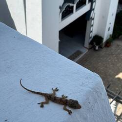 Den kleinen Mann haben wir gerettet, er hatte sich im Bad verlaufen
