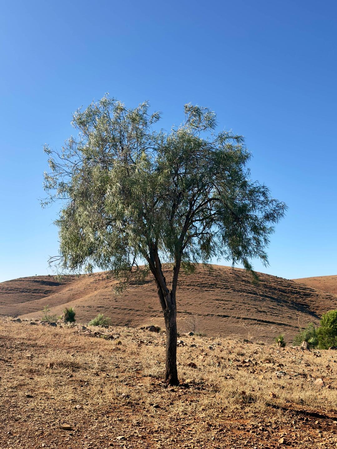 Emutree - weil die Blätter wie das Gefieder des Emu aussehen