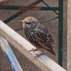 Just a common starling
