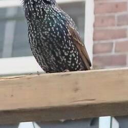 We spent about 10 minutes staring at this creature, only to discover three more further on