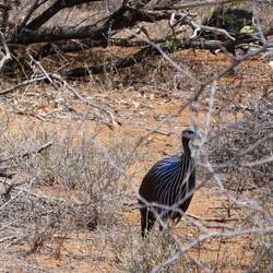Lokales Guinea Fawl