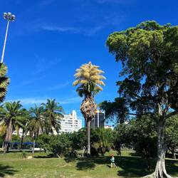 die skurille palme die nur oamol im leaba blüht