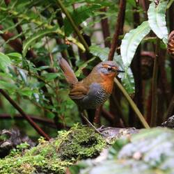 Chucao Tapaculo