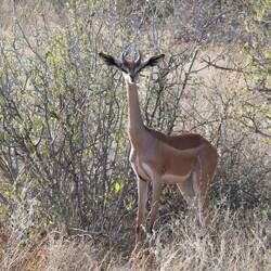 Gerenuk = Giraffengazelle