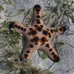 Super klares Wasser zum Seesterne schauen.