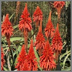 Ganz rechts einer von vielen IberiaZilpzalps, der Blütennektar nascht