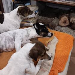 Herrlich am Kamin, draußen zittern die Hundis