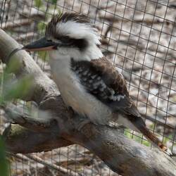 Kookaburrah