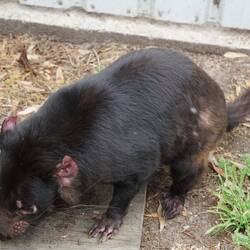 Tasmanian devil