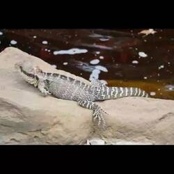 A selection of animals from the sanctuary