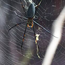 Thankfully this golden orb weaver spider was safely behind glass