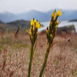 eine chilenische Orchidee: Gavilea lutea