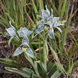 die Magellan-Orchidee, auch bekannt als Porzellan-Orchidee