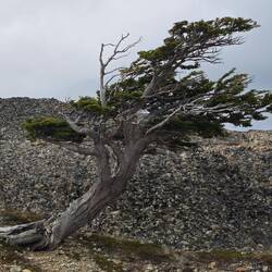 der Baum zeigt ganz gut, bei welchen Windgeschwindigkeiten wir unterwegs waren