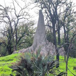 Riesiger Termitenhügel