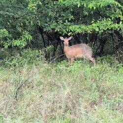 Morgenspaziergang mit Dik Dik