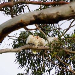 Sogar d Vögel hei chaut