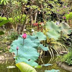 Indischer Lotus in verschiedenen Blühphasen