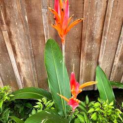 Die gab es auf der Lodge. Ein Blütenparadies