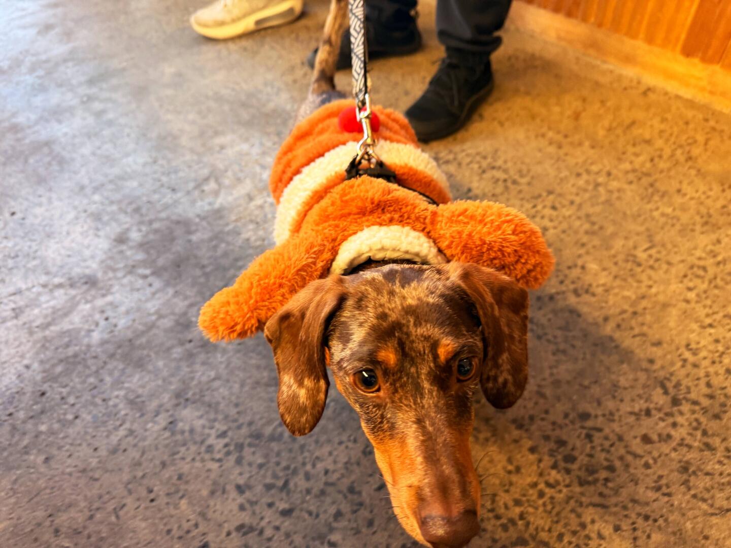 ...Weihnachtsdackel im Queen Victoria Market🦡