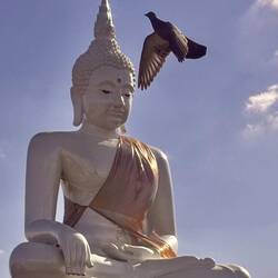 Un ange passe devant le bouddha géant 😍