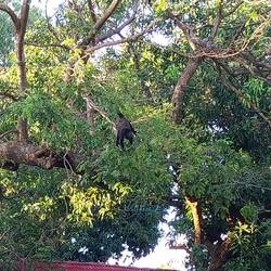 Hier sind die Brüllaffen unterwegs