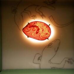 Das seltenste Stück ist ein völlig erhaltener eingeschlossener Salamander