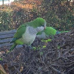 Auch die Grünen Vögel sind sehr lieb