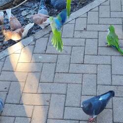 Und es gibt außer mir noch andere bunte Vögel