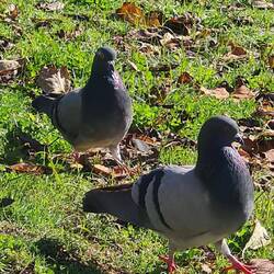 Die zwei hören nichts, das sind Taube
