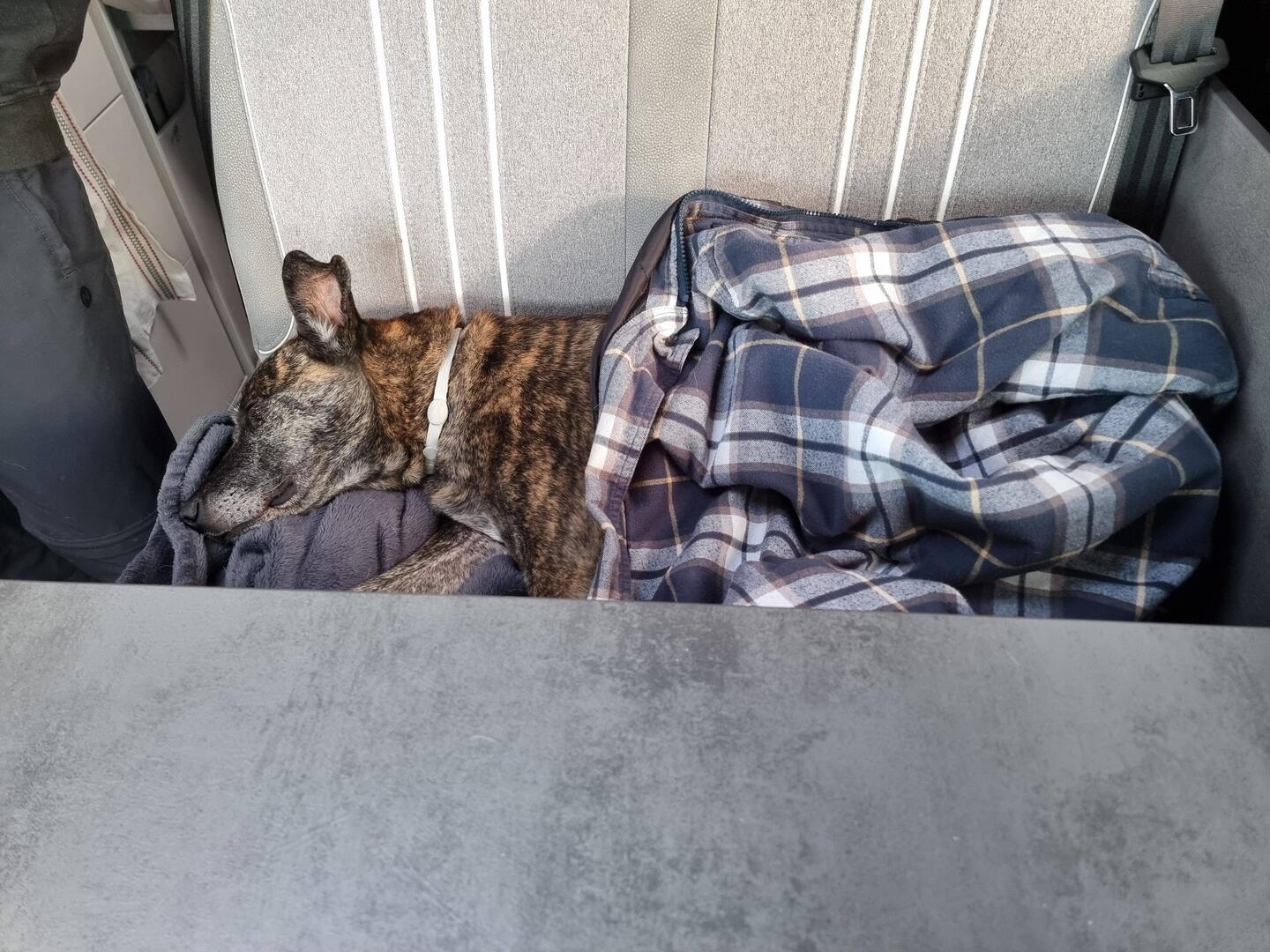 Auch Nara hat ihr Morgenritual. Zugedeckt mit Aninas Jacke und Musik...