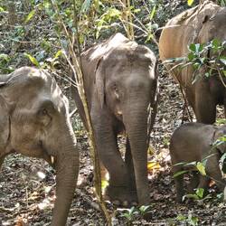 freilebende Wildelefanten 🐘