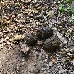 hm, die Dickhäuter scheinen in der Nähe zu sein 🤩