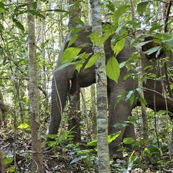 so beeindruckende Tiere 🐘