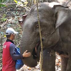 die Elefanten vertrauen den Mahouts = Elefantenführer