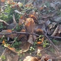 Ein paar zum sammeln.