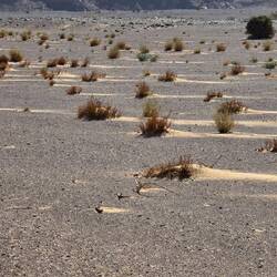 Grass bushels starting the next dunes