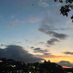 Læg mærke til kæmpe flagermusene. Flyvende ræv. Ca. 1m vingefang 😲