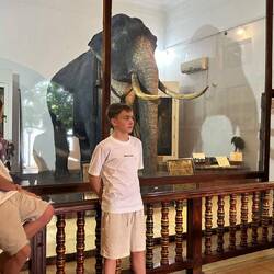 Den samme elefant der har årligt har båret tanden rundt under festivalen i 50 år. Bare udstoppet.