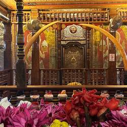 Tanden ligger derinde bagved